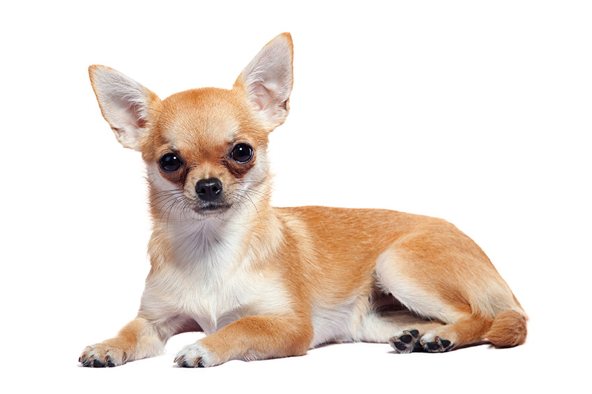 „Chihuahua"