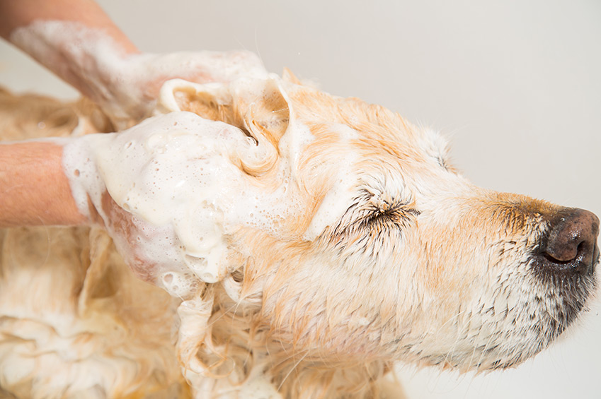 Hundeshampoo selber machen