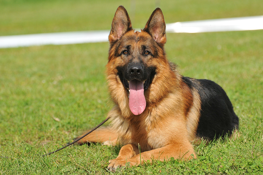 Deutscher Schaferhund Schnuffelfreunde