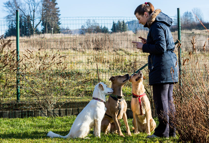 Hundeschulen und Hundetrainer in Deutschland