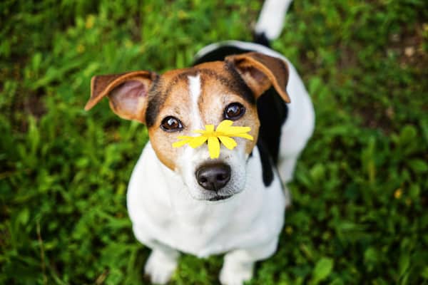 Für welche allergiker sind geeignet hunderassen Allergikerhunde