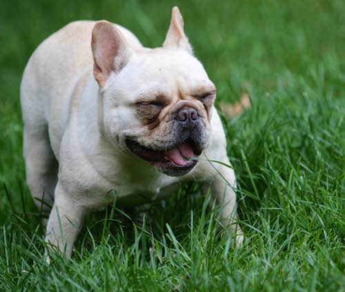 Hund frisst Gras - Grund für gelben Schaum?