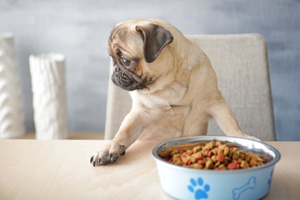 Warum verweigern Hunde ihr Futter