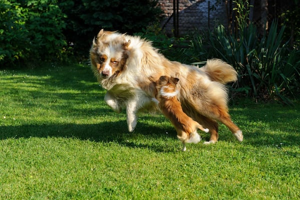 Warum attackieren kleine Hunde größere Hunde