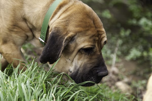 Warum fressen Hunde Gras