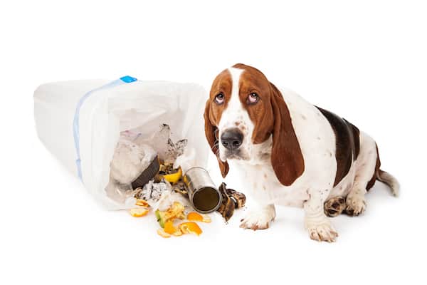 Warum wühlen Hunde im Müll