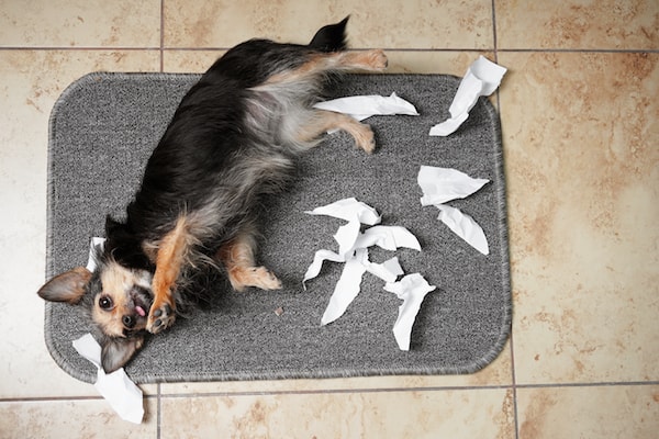 Warum zerreißen manche Hunde gern Papier