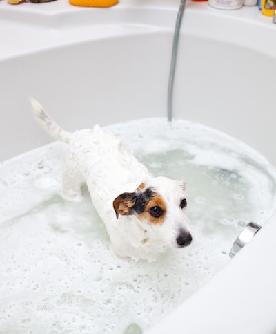 Hund baden