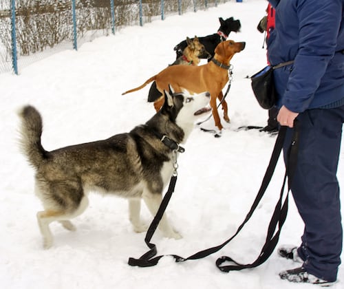Hunde im Training