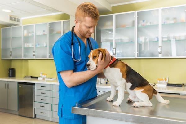 Tierkrankenversicherung