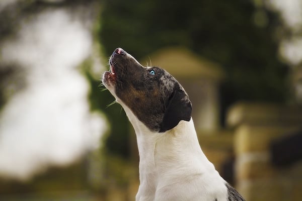 Dem Hund das Bellen abgewöhnen Wie geht das? Schnüffelfreunde