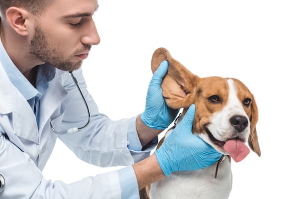 Ohrenentzündung beim Hund Schnüffelfreunde