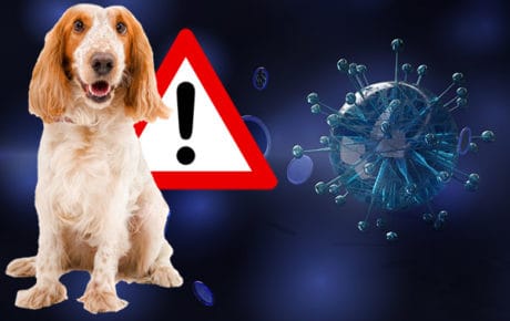 Hund und Corona Virus