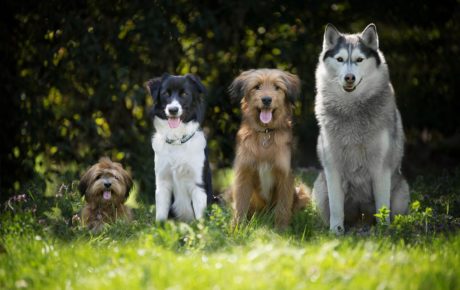 4 Hunde von klein bis groß sitzend auf einer Wiese, in die Kamera schauend