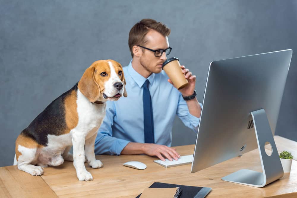 Schöner junger Geschäftsmann mit Brille, Kaffee trinkend und am Computer arbeitend, während Beagle im Büro auf dem Tisch