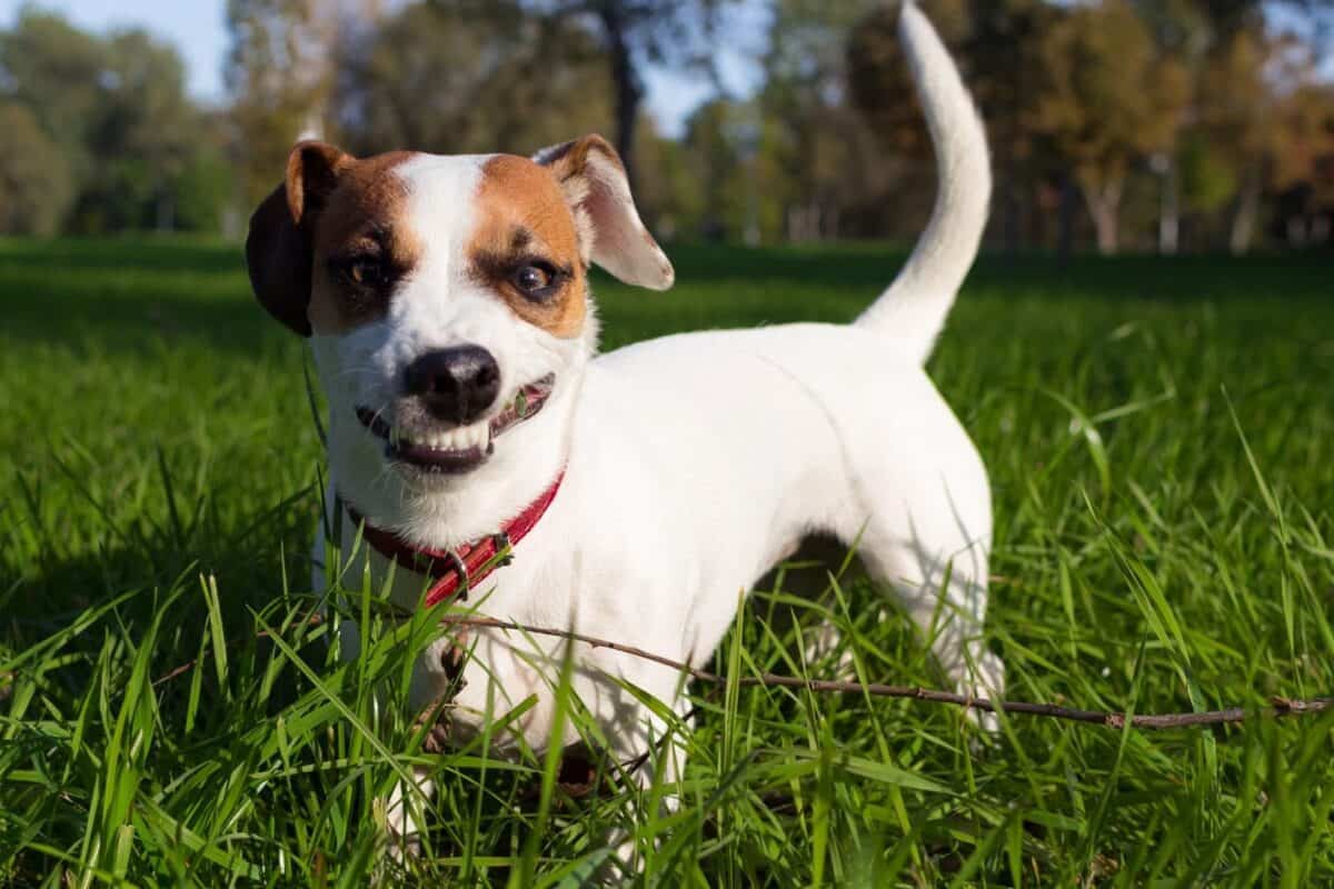 Schnüffelfreunde