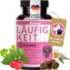Läufigkeit für Hündinnen - Scheinschwanger scheinträchtig Hund