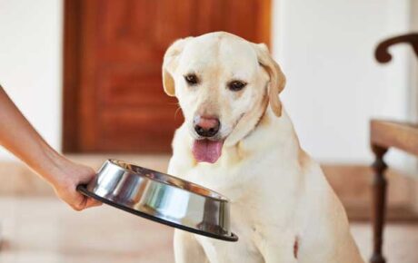 Übergewichtiger Hund wartet ungeduldig auf sein Futter.