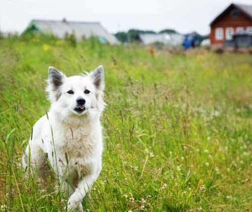 Aktiver, schlanker Hund springt fröhlich über eine Wiese und zeigt sichtbare Lebensfreude nach erfolgreicher Gewichtsreduktion